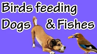 Birds feeding dogs and fishes