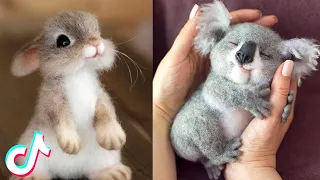 16 Minutes Straight of Cute TikTok Pets 🥰