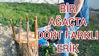 BÜYÜK ERİK AĞACI NASIL AŞILANIR ?                  BİR AĞAÇTA DÖRT FARKLI ERİK