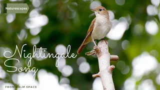 Nightingale song -  relaxing bird sounds