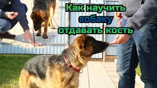 Как научить собаку отдавать еду