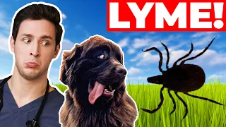 My Puppy Got Lyme Disease & I Didn't Treat It...