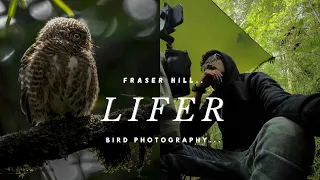 Asia's Smallest Owl: Wildlife Photography In Fraser Hill Malaysia - Capturing The Elusive Lifer!