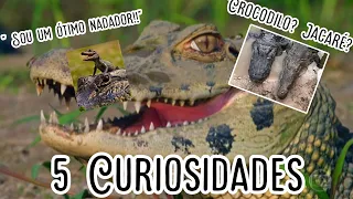 Qual a diferença entre crocodilo e jacaré?/5 curiosidades sobre os jacarés!/Curiosa Mente - Animais