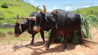 Moda de Viola, Músicas Caipiras e Sertanejo Raiz - Imagens da Roça Volume 7