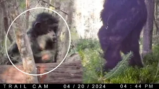 Most Disturbing Creatures Caught on Trail Cam 2024