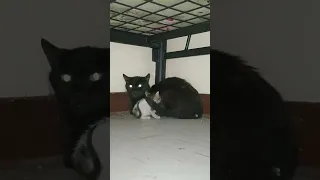 Cat Mom Came To My Room For Feeding Her  Kitten 🐾🤩