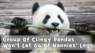 Group Of Clingy Pandas Won't Let Go Of Nannies' Legs | iPanda