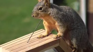 Mr. Squirrel raids the birdfeeder