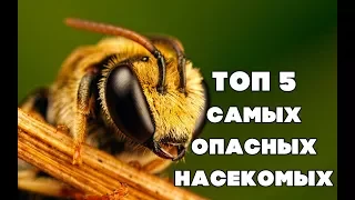 ТОП 5 самых опасных насекомых в мире!