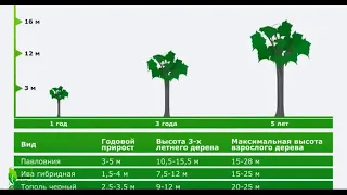 Вы часто спрашиваете что такое Павловния🎄? Смотрите📺