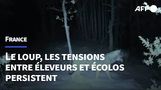 Trente ans après son retour en France, éleveurs et écolos crient toujours au loup | AFP