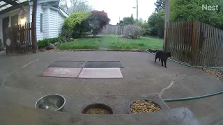 Snippy Panther chases a Squirrel then gets some breakfast nibbles on the patio porch (mMc 2519)