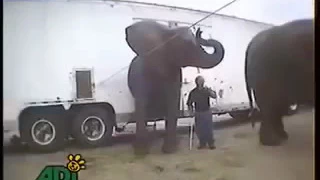Alleged cruelty against elephants at a circus (Graphic Video)