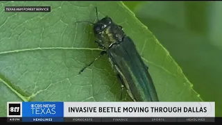 Invasive beetle found in various parts of Dallas