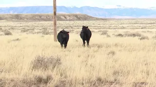 Montana ranchers seeking culprit who killed cattle