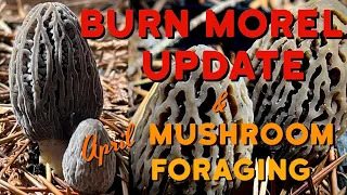 Spring Mushroom Foraging & Burn Morel Update! Burn Morels are looking Prime West of the Cascades