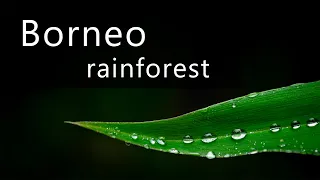 Calm rain in the rainforest - Sounds of Borneo