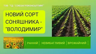 🆕 НОВИЙ СОРТ СОНЯШНИКА - ВОЛОДИМИР 🆕 #союзагросонсалтинг #насіння #соняшник