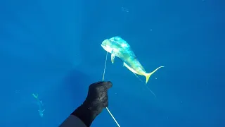 Spearfishing Perth Fads, lucky Wahoo on April fools day 2020.