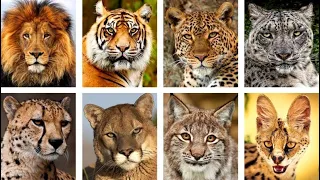 Рев больших кошек. Как рычат тигр, лев, ягуар, леопард, пума и другие.