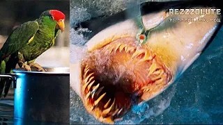 Parrot vs Shark