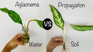 Water Or Soil? Which Is Best? | Chinese Evergreen/Aglaonema Propagation From Stem Cuttings