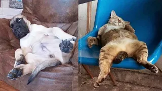 Funniest Animals - Funny Cats and Dogs That Will Make You Laugh #184