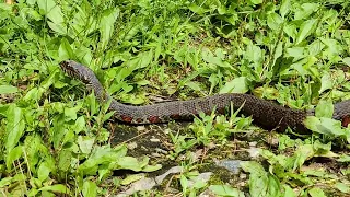 Cute Black Water Snake