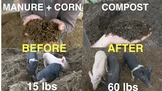 Earning $$ With Compost & Pigs on Your Homestead