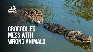 Amazing Times Crocodiles Messed With Wrong Opponents