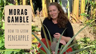 How to grow Pineapple