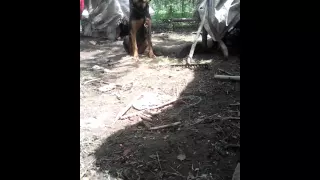 Rottweiler attack. Comanca olt bine mult