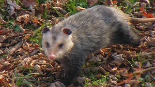Raccoon and Opossum Trapping - The Management Advantage