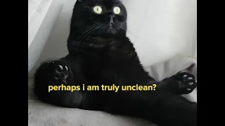 Existential Crisis Cat