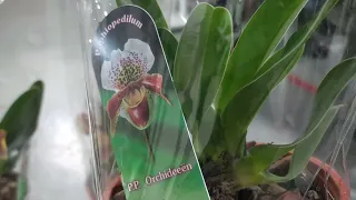 Обзор орхидей NEO FLORA Воронеж 28 декабря 2021.Привезли Paphiopedilum.
