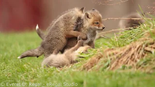 Red fox kits playing