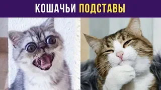 Приколы с котами. Кошачьи подставы | Мемозг #6