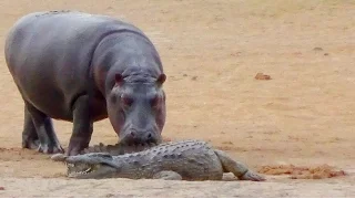 Hippo and Croc Play a Game of Tag?