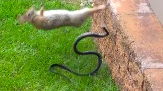 When Animals Mess With The Wrong Opponent