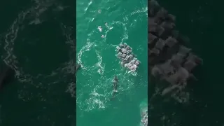 photonsane aerial footage of orcas hunting mobula rays off Baja,#shorts #viralvideo #youtubeshorts
