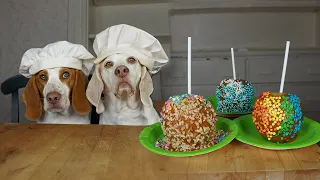 Dogs Make Candy Apples: Funny Dogs Maymo & Potpie Make Tasty Candy Apple Recipe