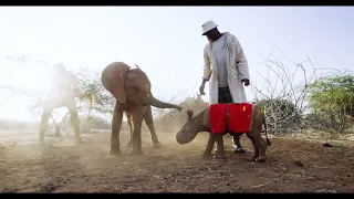 Every Animal Deserves a Home | Sheldrick Trust