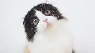 Scottish Fold Longhair Female with Black Tortie & White