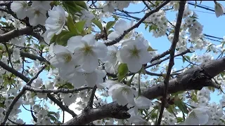 20190409 Kyoto sakura（cherry blossoms）