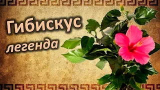 Истории и Легенды о Китайской розе. Чем славиться Гибискус?