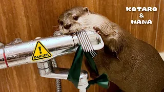 Otter Turns on the Faucet and Gets Angry at the Water