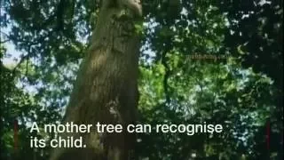 How do trees communicate