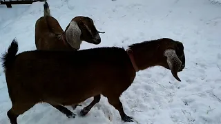 Новые нубийские козы 😜