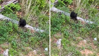 Lost bear cub keeps crying for his mama #Shorts